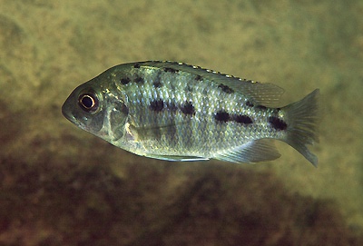 Protomelas sp. 'spilonotus tanzania' Lundu